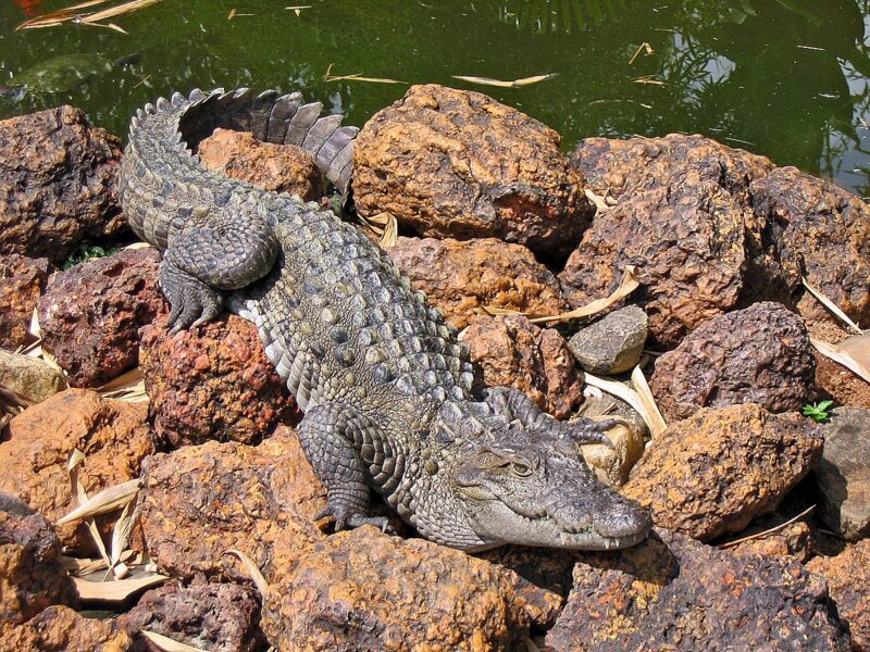 The Iranian mugger crocodile