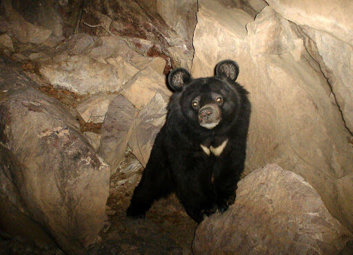 The Black bear of Sistan and Baluchistan