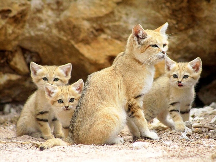 Sand cat of Sistan and Baluchistan