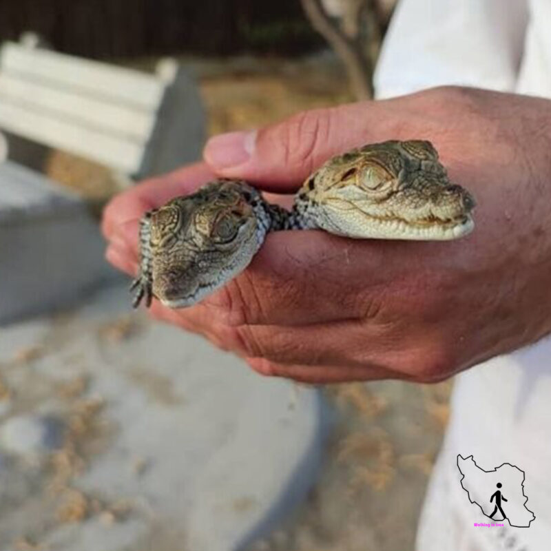 Chabahar crocodile breeding center