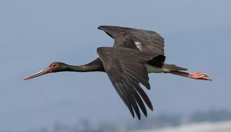 Black stork of Sistan and Baluchistan