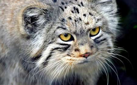 Pallas cat of Sistan and Baluchistan