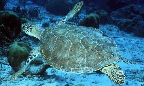 Sea turtles