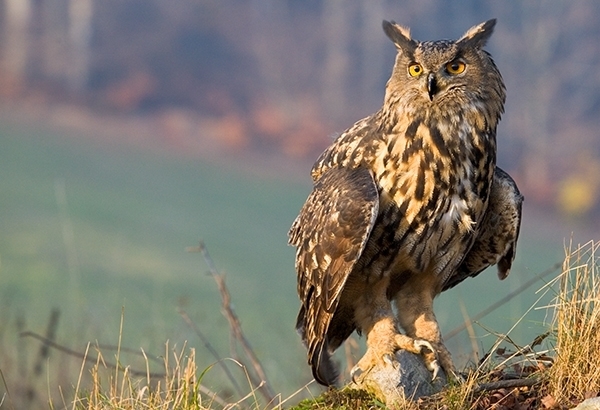 The horned owl of Sistan and Baluchistan