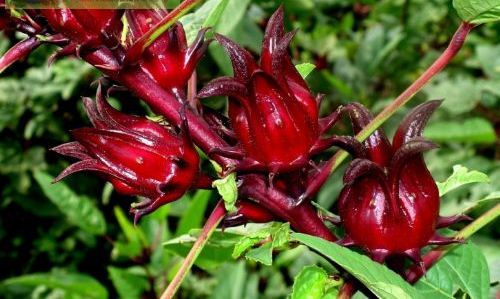 Red tea fruit, in Sistan and Baluchistan, Iran