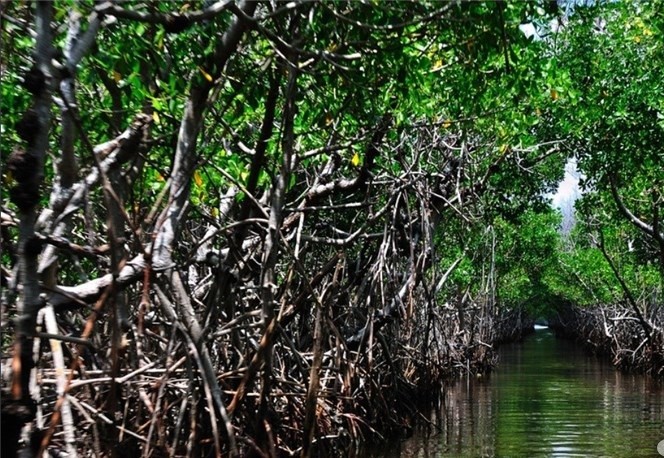 Mangrove forests