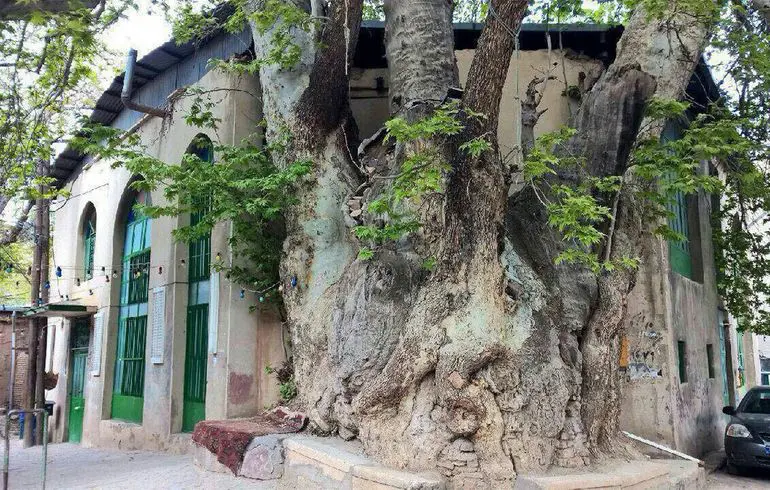 The old sycamore tree of Berghan Karaj