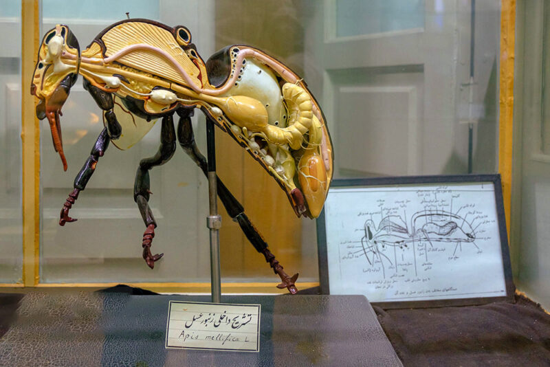 Karaj College of Agriculture Zoology Museum