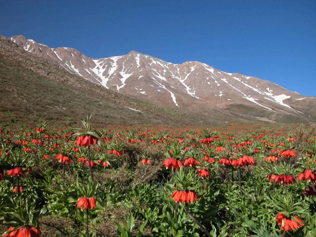 The plain of overturned tulip