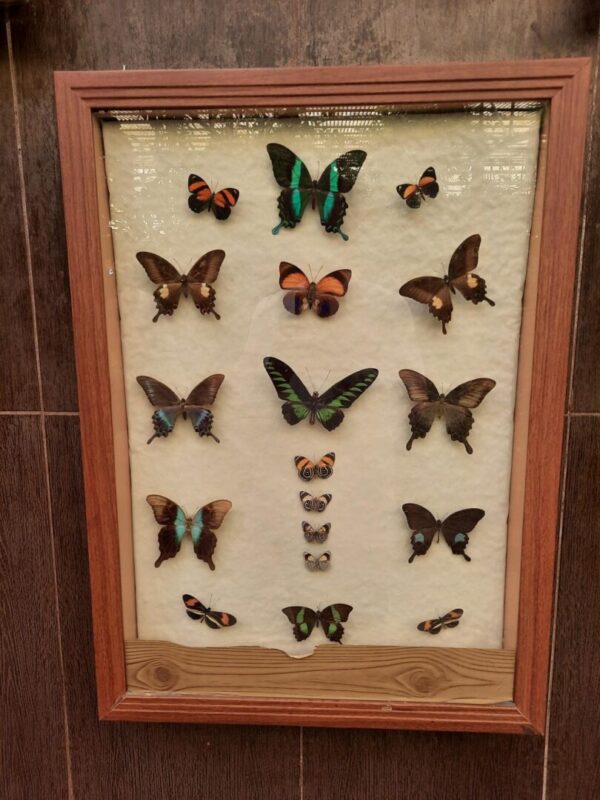 Isfahan Butterfly Museum Garden