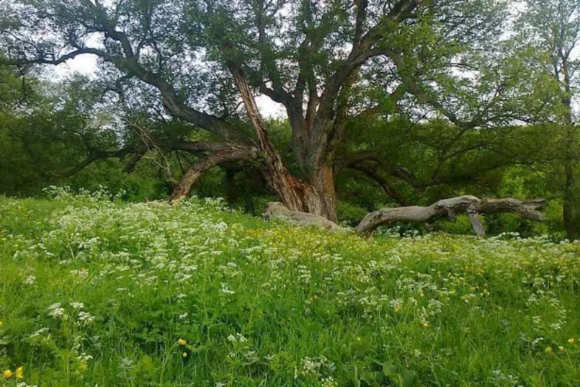 The old Ramsar tree