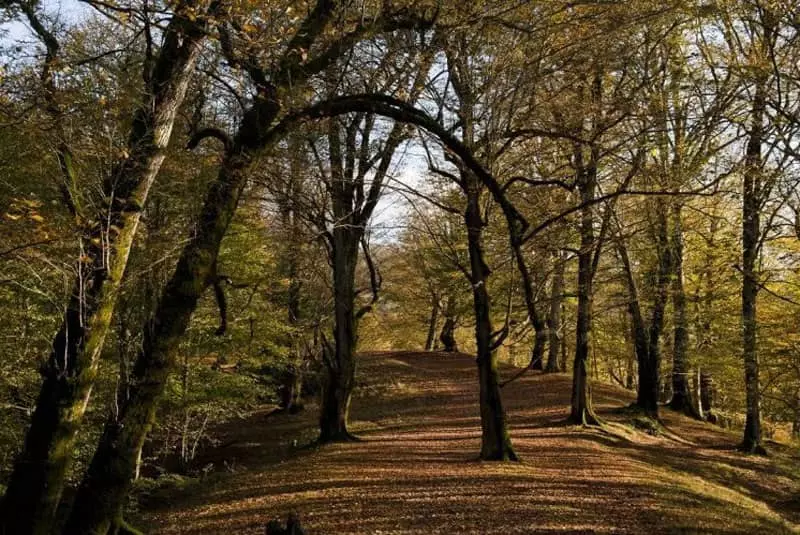 Naharkhoran forest area