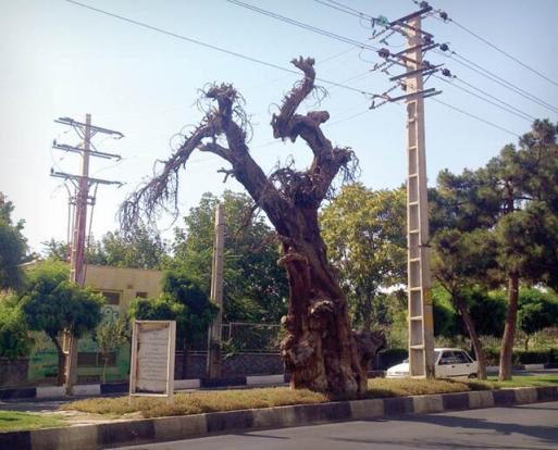 The Tragic Fate of the 1300-Year-Old Plane Tree of Karaj