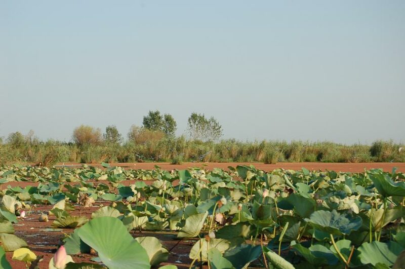 Anzali lagoon