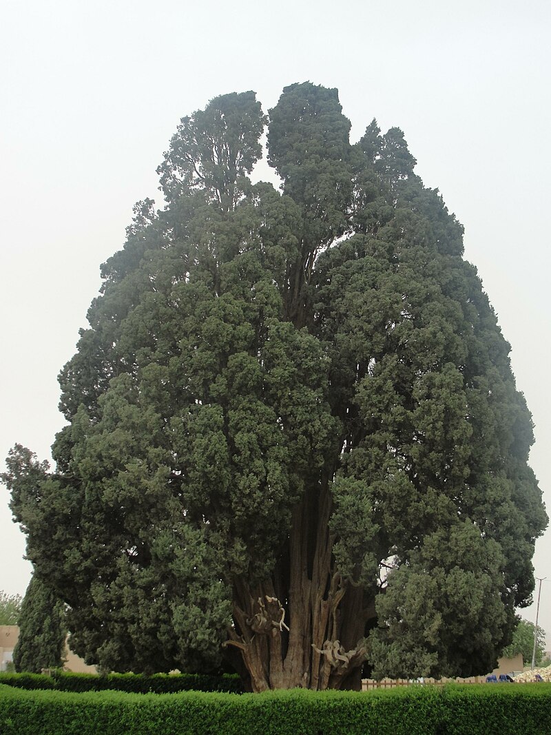 Abarkoh cedar