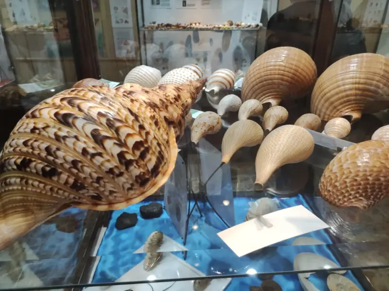 Najwan Shell Museum