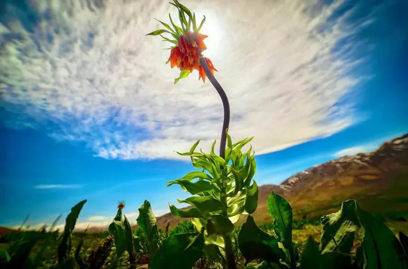 The plain of overturned tulips of Kohrang