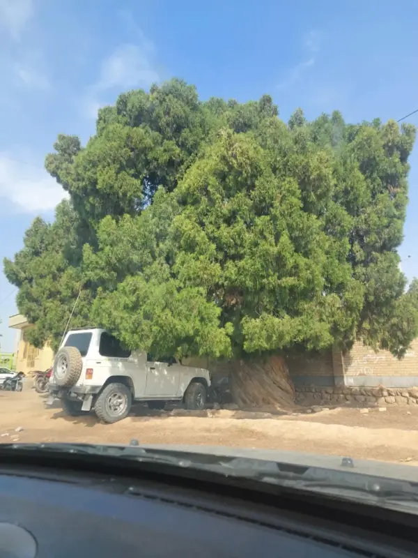 Mehrgan old cedar