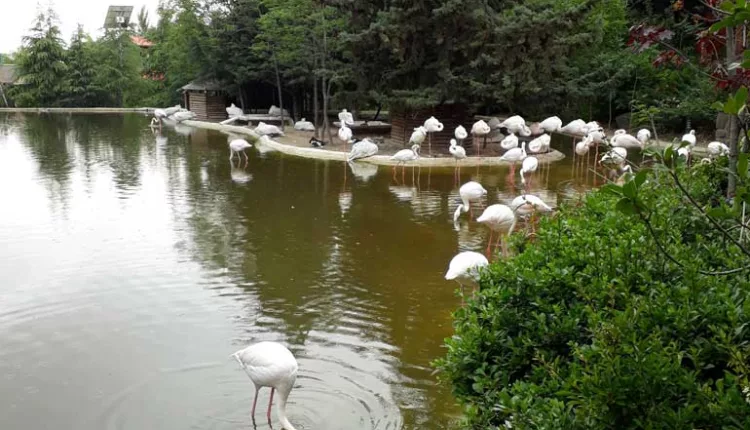 Tehran bird garden