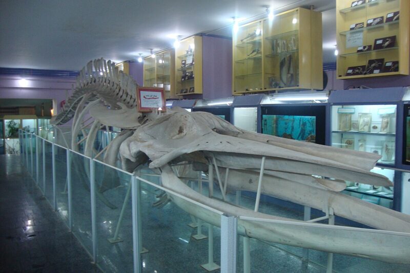 Boali Sina University Natural History Museum