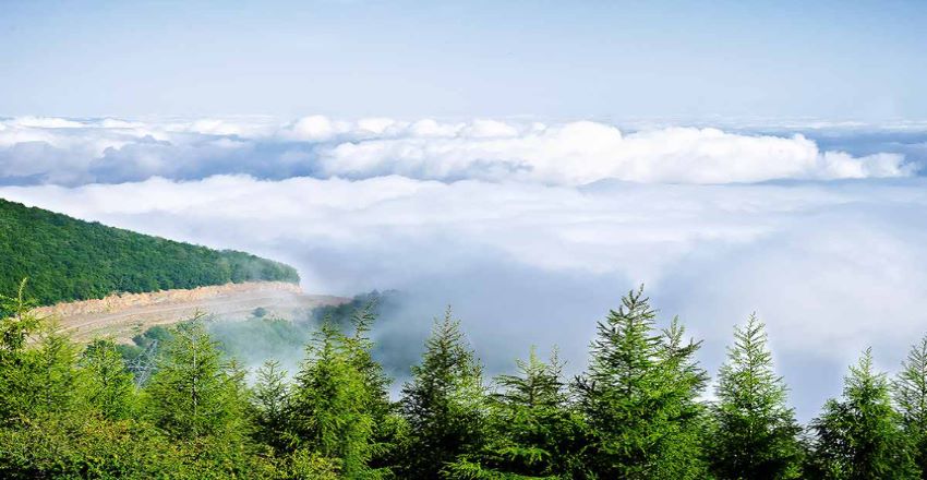 Abar Shahroud Forest