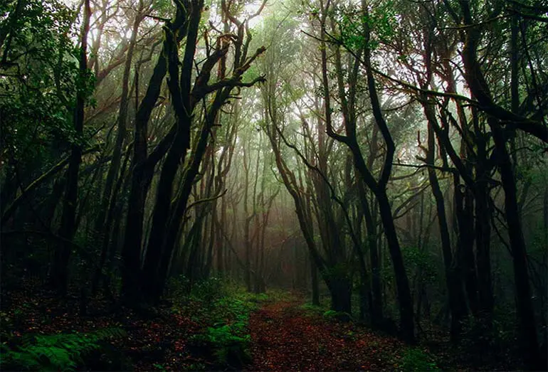 Screaming forest of Mashhad