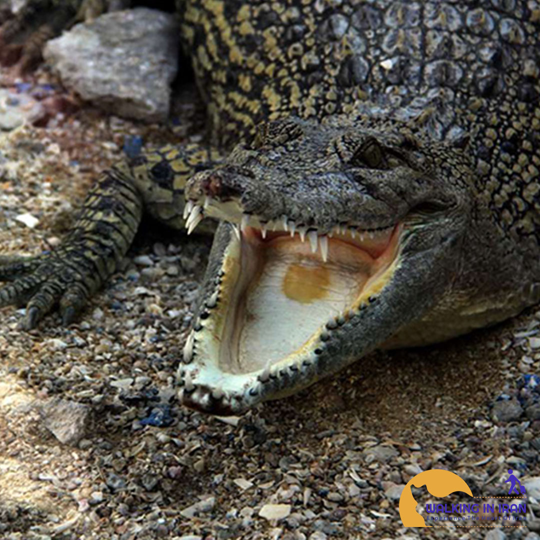 Nopek Qeshm Crocodile Park