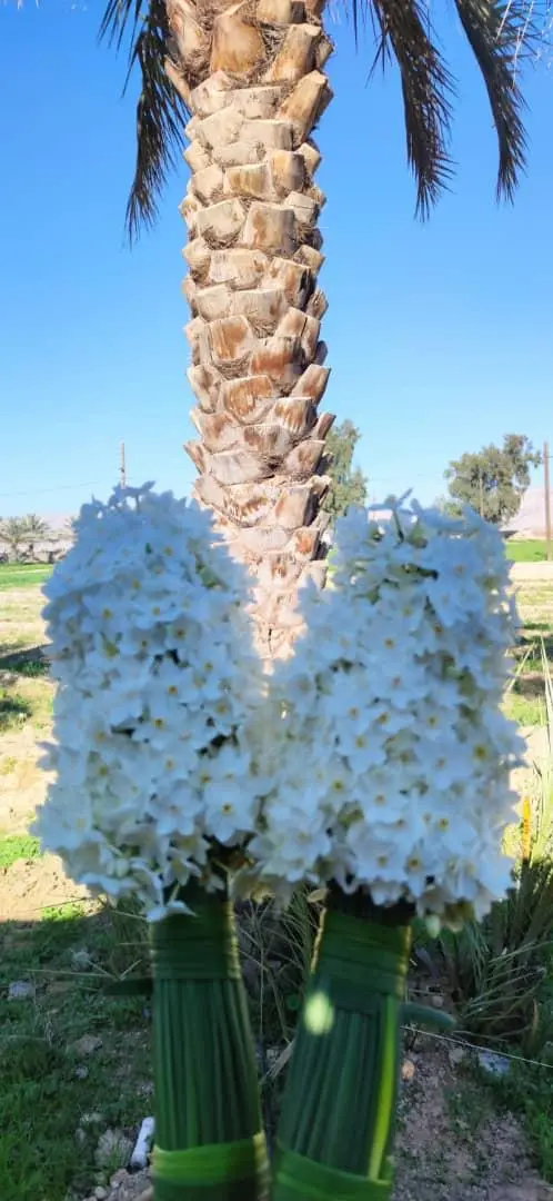 Behbahan Daffodil Plain – Walking In Iran