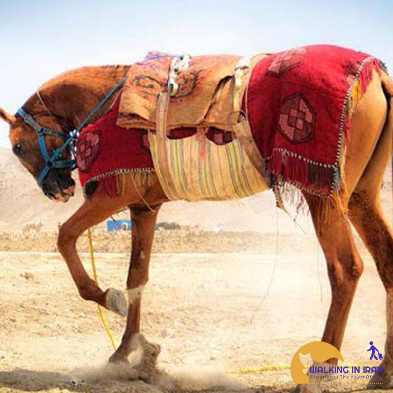 Jal horse weaving
