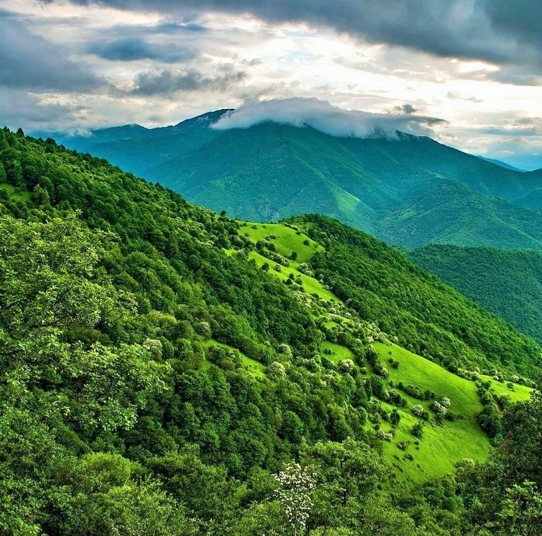 The Arasbaran Forest