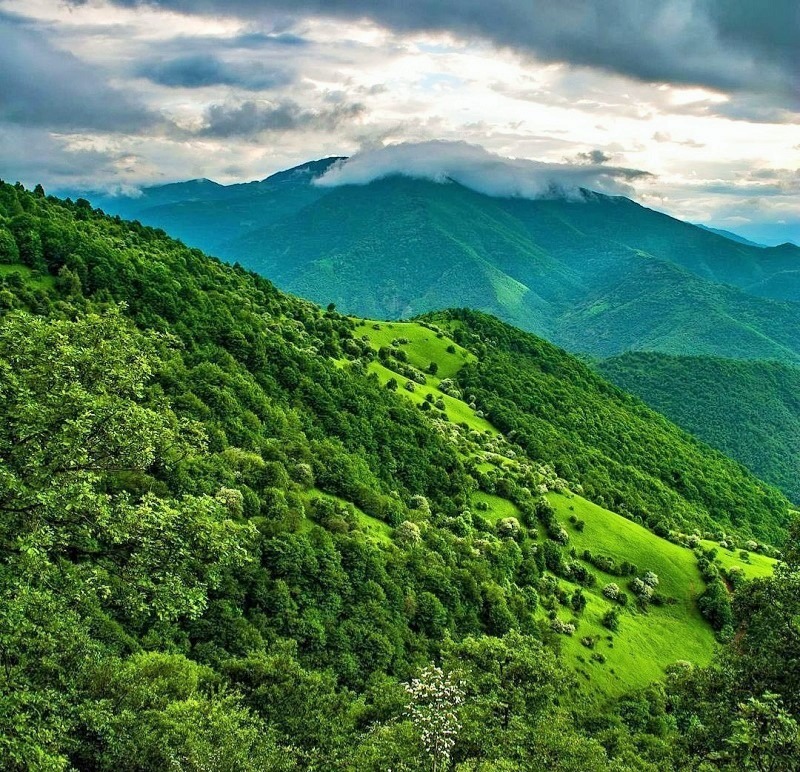 The Arasbaran Forest