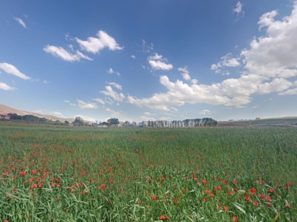 The Quri Gol Wetland