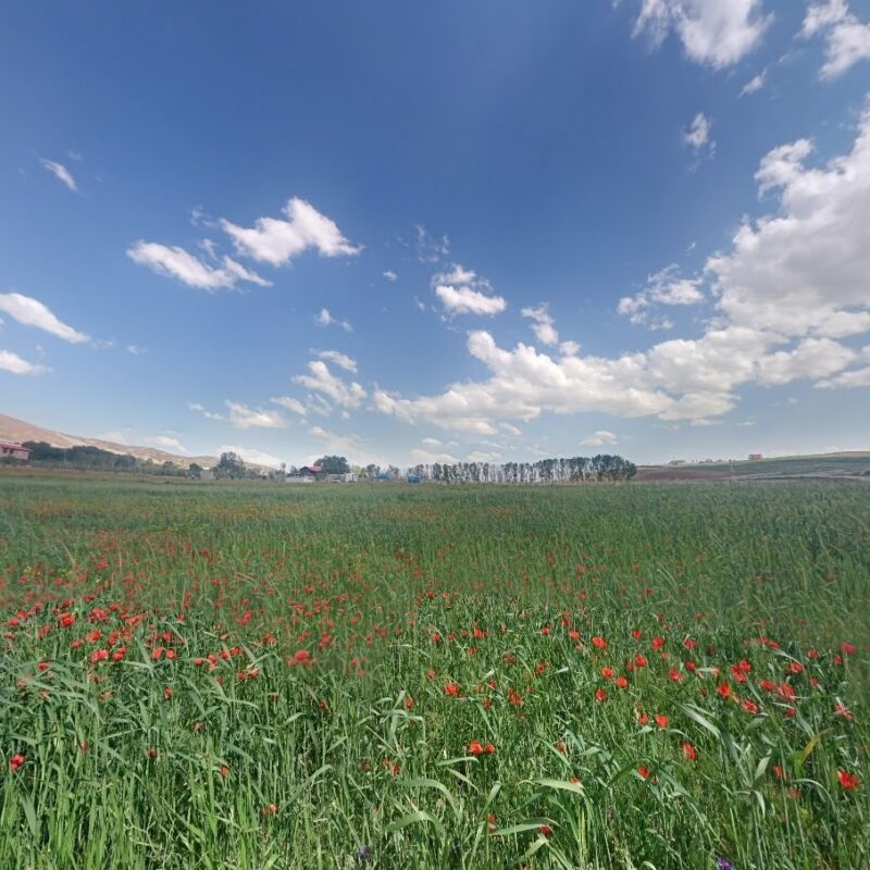 The Quri Gol Wetland The Quri Gol Wetland