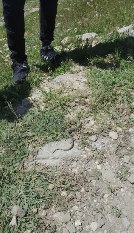 The Quri Gol Wetland