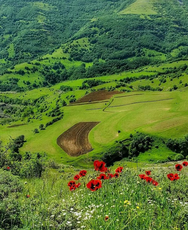 The Arasbaran Forest