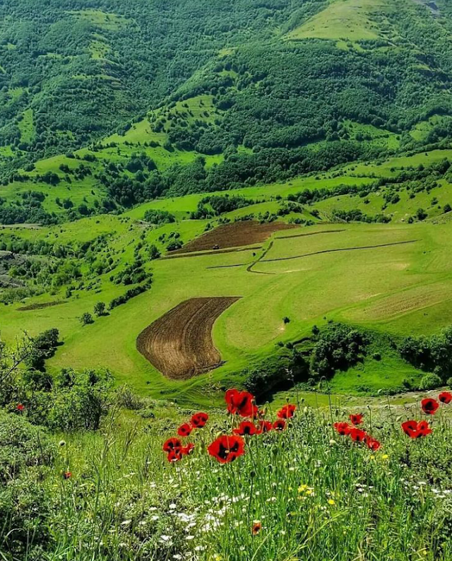The Arasbaran Forest