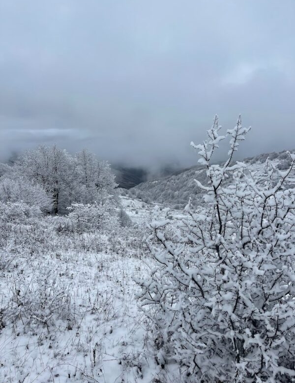 The Arasbaran Forest