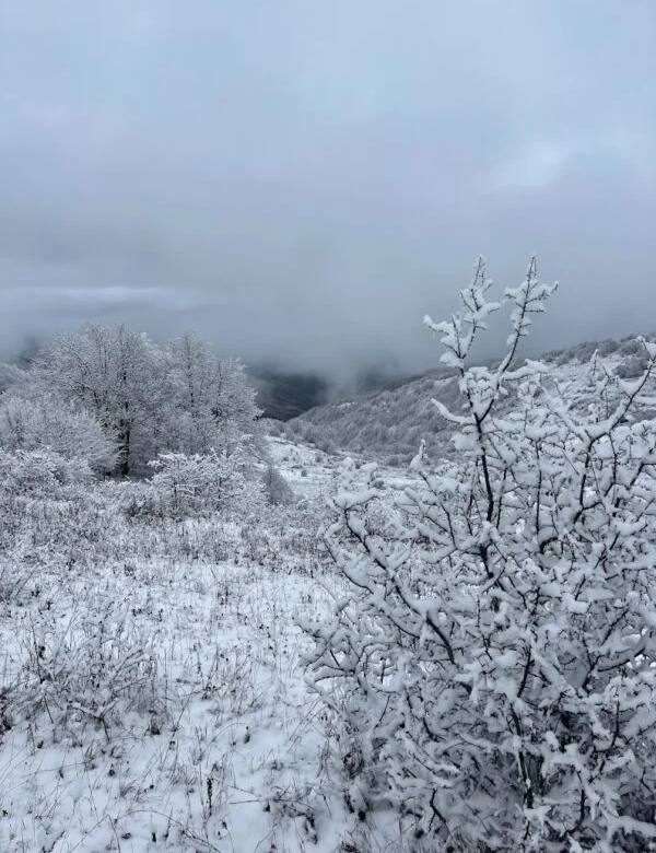 The Arasbaran Forest