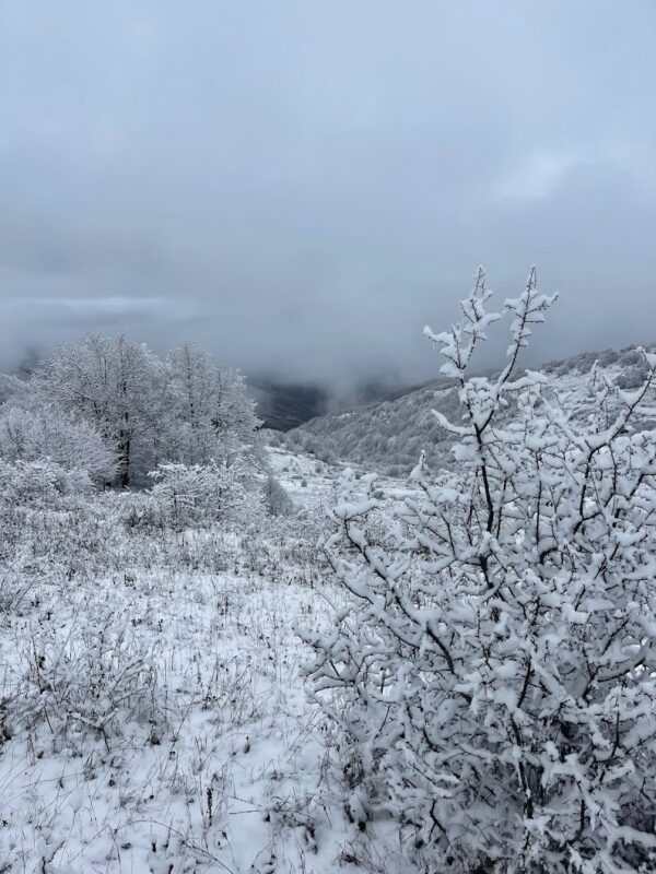 The Arasbaran Forest