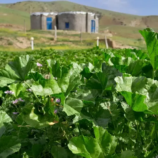 villagealghanab 1713894899 3352715873833357934 54374618199